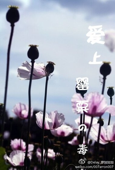 《愛上罌粟的毒》