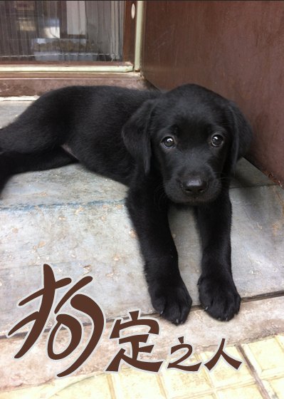 《狗定之人》